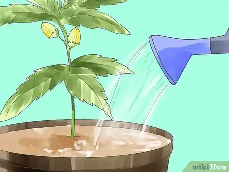 Image titled Grow Marijuana Hydroponically Step 16