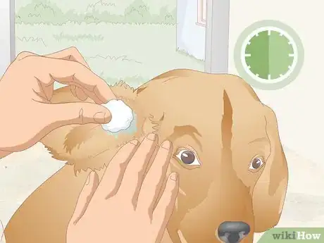 Image titled Clean Your Dog's Ears During a Yeast Infection Step 9