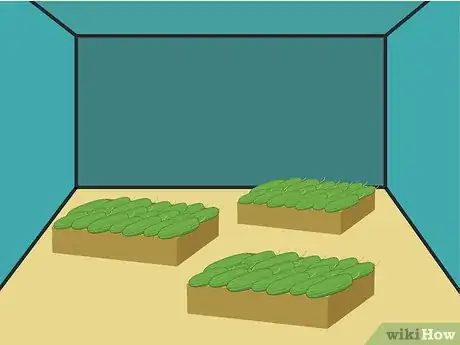 Image titled Grow Cucumbers to Pickle Step 16