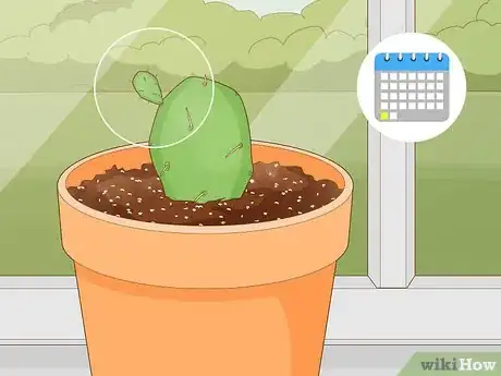 Image titled Propagate a Cactus Step 11