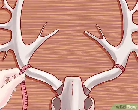 Image titled Score Deer Antlers Step 14