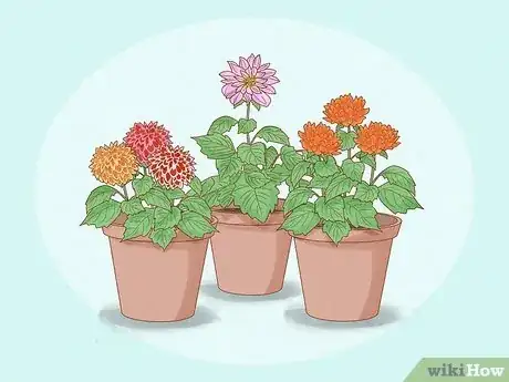 Image titled Grow Dahlias Step 1