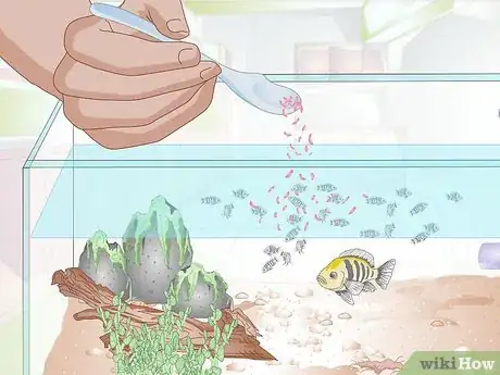 Image titled Breed Malawi Cichlids Step 14