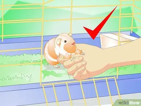 Image titled Make Your Guinea Pig Comfortable in Its Cage Step 15