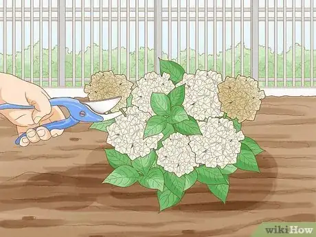 Image titled Grow Hydrangeas Step 8