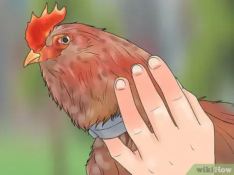 Image titled Stop a Rooster from Crowing Step 12