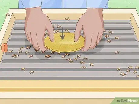 Image titled Make Pollen Patties Step 6