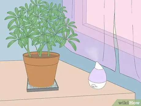 Image titled Care for a Dwarf Umbrella Plant Step 3