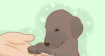 Stop a Puppy from Eating Stones