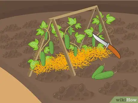 Image titled Grow Cucumbers to Pickle Step 14