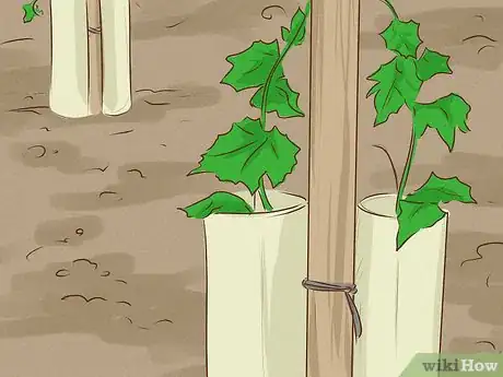 Image titled Plant Vines Step 13