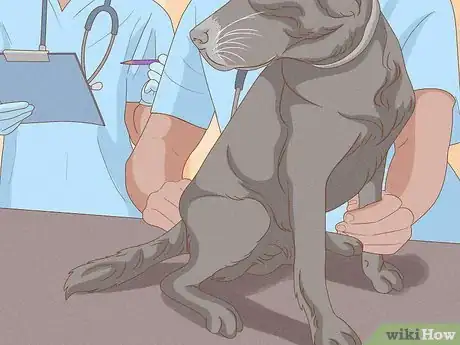 Image titled Detect Skin Cancer in Dogs Step 5