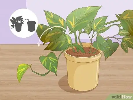 Image titled Repot Pothos Step 8