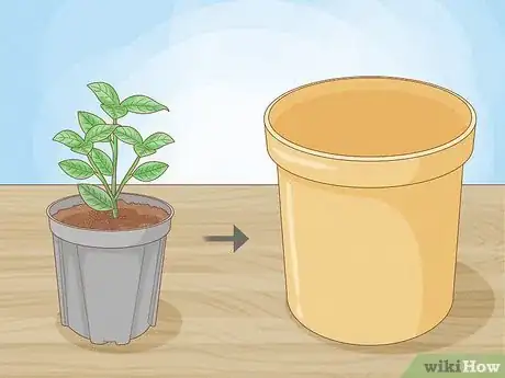 Image titled Raise Gardenias in Pots Step 1