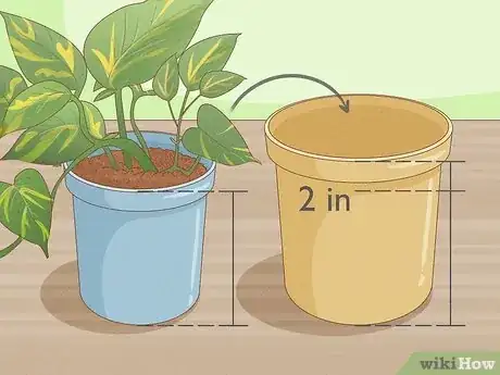 Image titled Repot Pothos Step 1