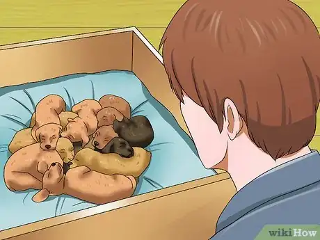 Image titled Choose a Healthy Puppy Step 10