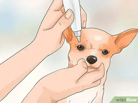 Image titled Care for Your Chihuahua Step 8