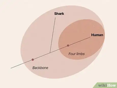 Image titled Read a Cladogram Step 7