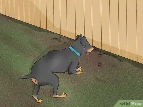 Image titled Identify a Manchester Terrier Step 12