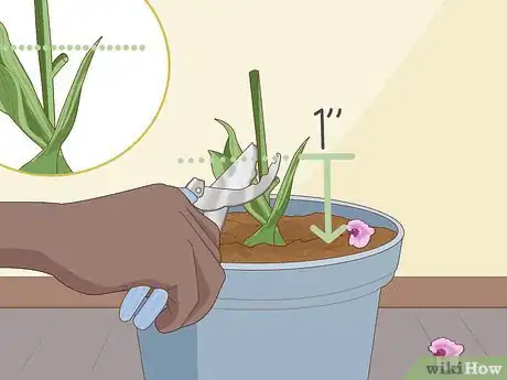 Image titled Revive an Orchid Plant Step 1