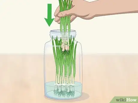 Image titled Keep Green Onions Fresh Step 2