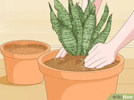 Image titled Care for a Sansevieria or Snake Plant Step 5