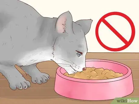 Image titled Prepare Your Cat for a Blood Test Step 6