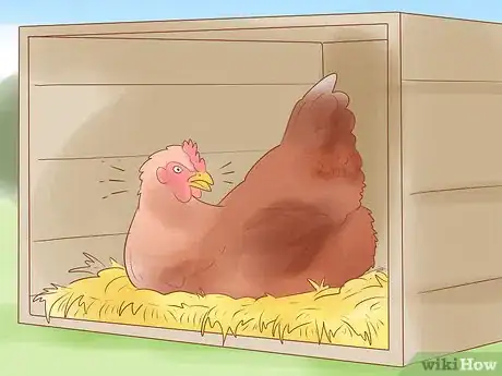 Image titled Tell when a Hen Is Ready to Lay Step 7