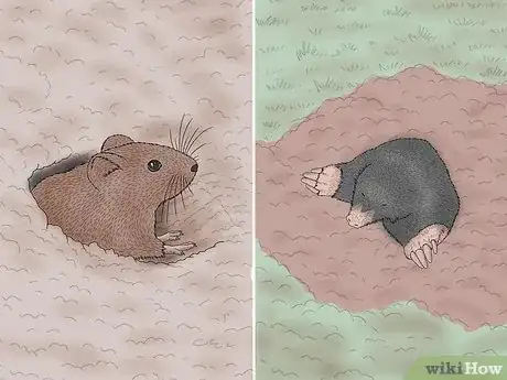 Image titled Vole vs Mole Step 6