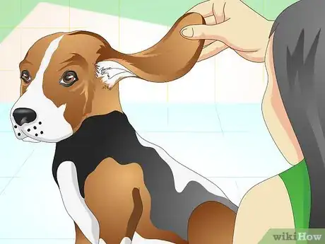 Image titled Heal Ear Infections in Dogs Step 11