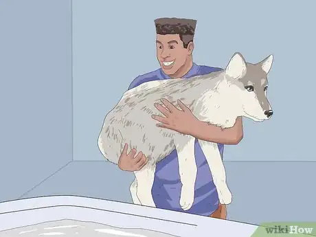 Image titled Groom a Siberian Husky Step 8