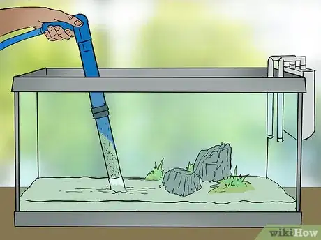 Image titled Keep Crappie in an Aquarium Step 10