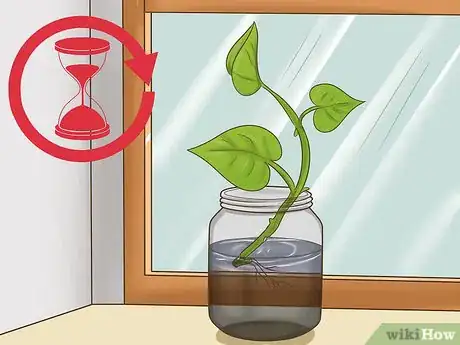 Image titled Clone Pothos Step 5