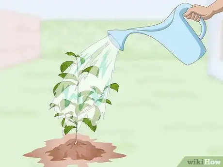 Image titled Grow a Tea Plant Step 10