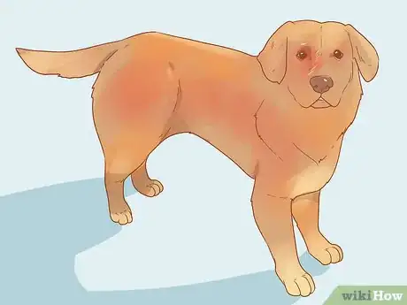 Image titled Determine Your Dog's Breed Step 10