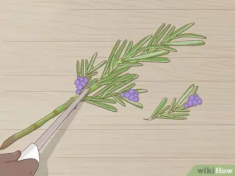 Image titled Grow Lavender from Cuttings Step 6