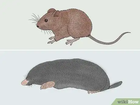 Image titled Vole vs Mole Step 1