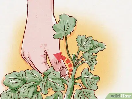 Image titled Prune Geraniums Step 1