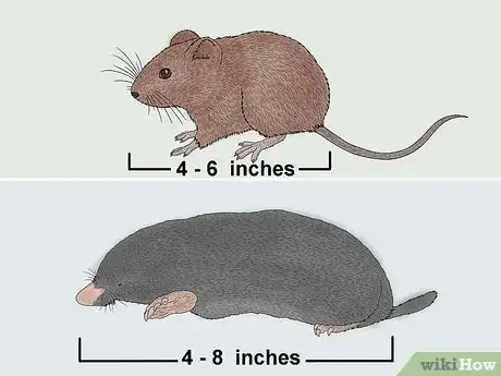 Image titled Vole vs Mole Step 2