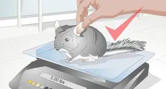 Buy a Chinchilla