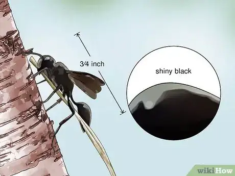 Image titled Identify Wasps Step 10