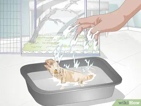 Image titled Teach a Bearded Dragon to Drink from a Water Bowl Step 12