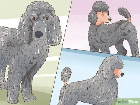 Image titled Choose a Poodle for Breeding Step 7