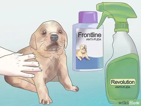 Image titled Get Rid of Fleas on a Puppy Too Young for Normal Medication Step 6