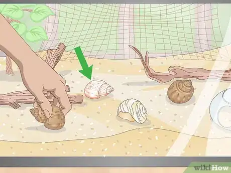 Image titled Care for a Hermit Crab (Purple Pincher) Step 6