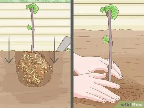 Image titled Grow Grape Vine Cuttings Step 17