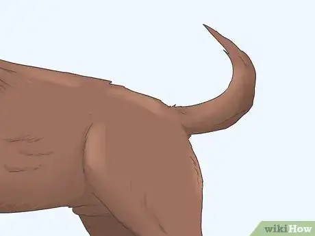 Image titled Identify a Pure Labrador Puppy Step 2