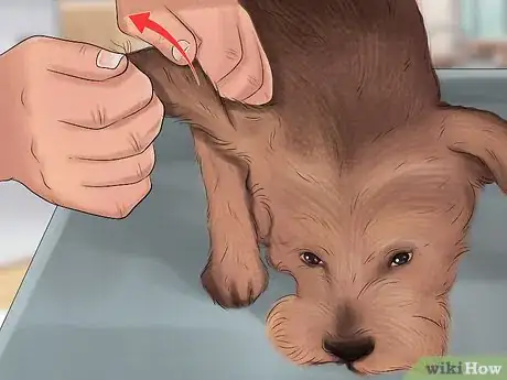 Image titled Groom a Border Terrier Step 19