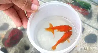 Clean a Small Fishtank