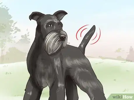 Image titled Identify a Miniature Schnauzer Step 7